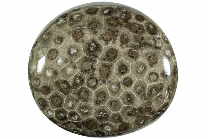 Polished Petoskey Stone (Fossil Coral) - Michigan #227543
